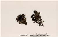 藏品(臺灣綿腹衣)的圖片